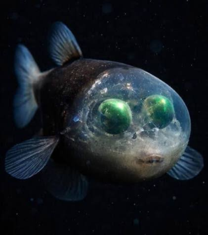 Barreleye Fish