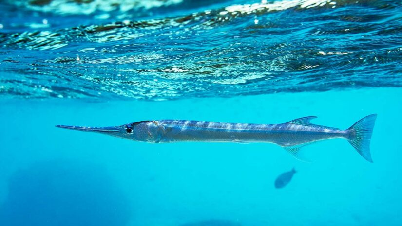 NeedleFish